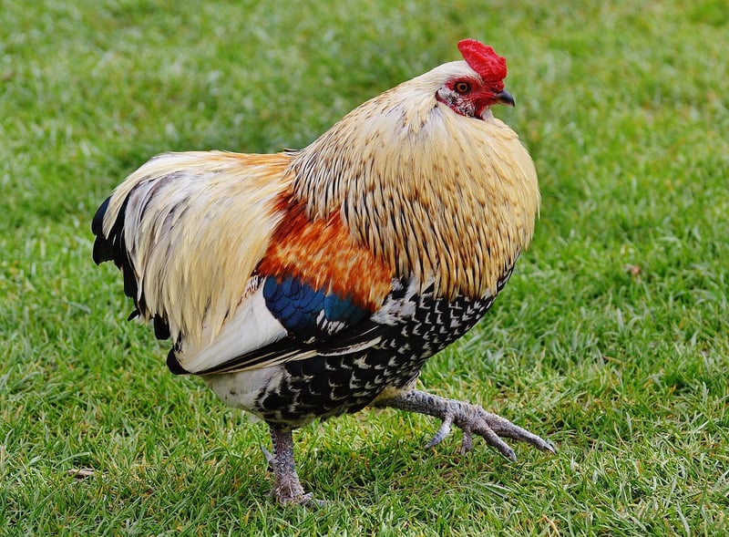 Roast chicken